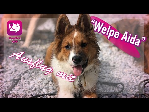 Folge 5: Camping am Bodensee | 1. Ausflug mit Welpe Aida | Urlaub mit Hunden | Apportierübung am See