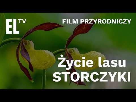Życie lasu. Storczyki [FILM PRZYRODNICZY]