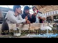 SEEING THE HARVEST OF LOCAL RABBIT CHILDREN AT FAREL FARM AGENTS ALWAYS VISIT EVERY HARVEST