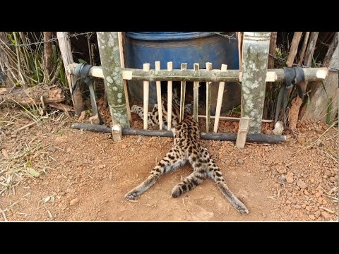 lam hlwb create amazing bamboo trap to catch civets  eat chicken in the  cow pasture