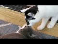 From Kissing To Biting The Jugular Daisy And Moo Funny Cat Video They Immediately Fell In Love