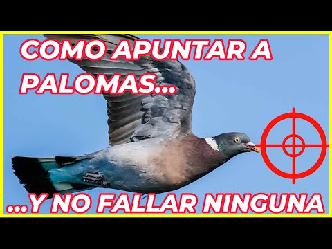 Aprende Como APUNTAR Y DISPARAR a PALOMAS Torcaces y Tórtolas .Técnica que Garantiza Aciertos