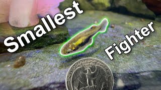 The Smallest Fighting Fish