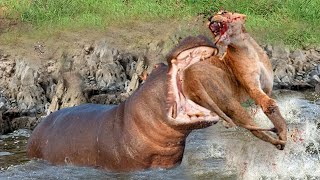 Hippo Bites Lion's Tail Off And What Happens Next | Lion Injured