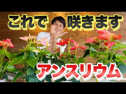 葉が黄色くなったスパティフィラムの手入れ方法は？原因は何ですか?  庭園