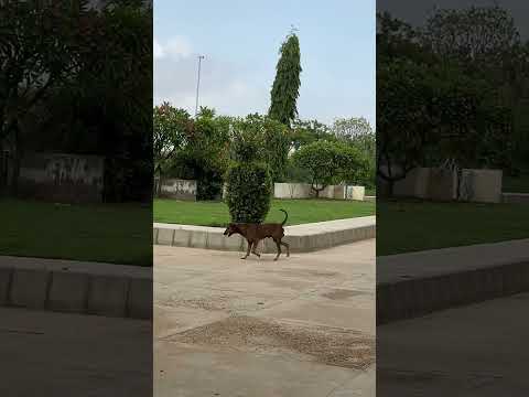 Doggo 💀💀 #shortvideo #doglover #shorts