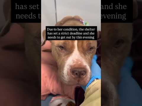 please donate link in bio #NYC#LosAngeles#Chicago#Texas#Florida#california