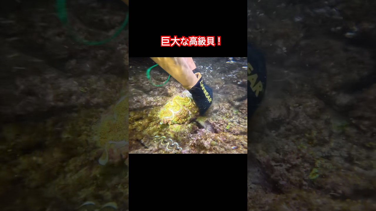 巨大高級貝をねじりとる　#fishing #shorts