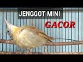 Jenggot Mini GACOR