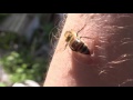 Do Honeybees Really Die When They Sting HD