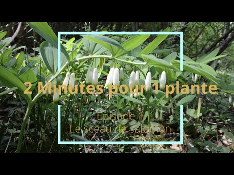 , title : '2 minutes pour 1 plante (episode1) | Le sceau de salomon'