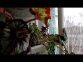 Комнатные растения (конец зимы 2015) 