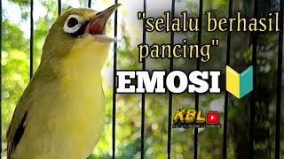 Download lagu CIAK CIAK JOSS KECIAL KUNING AMPUH||PANCINGAN KECIAL MALAS BUNYI|| mp3 Download lagu CIAK CIAK JOSS KECIAL KUNING AMPUH||PANCINGAN KECIAL MALAS BUNYI|| mp3