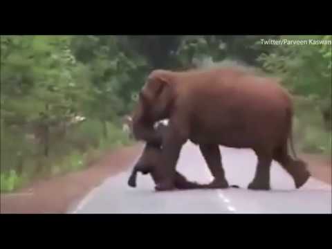 قطيع من الفيلة يشارك بـ”جنازة” فيل صغير حملته أمه 