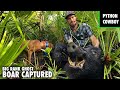 Capturing The Big Rank Ghost Boar Hog