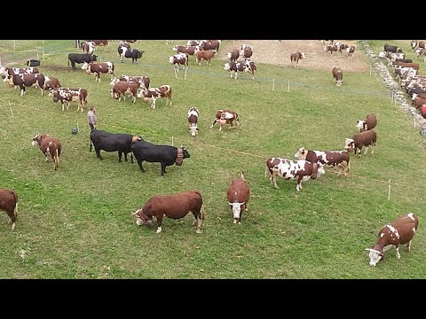 Desnalpà 2017 - Ritrovo allevatori **LIVE**