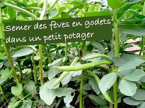 , title : 'Semer des fèves en godet dans un petit potager'