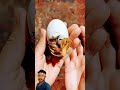 Animals Cute Egg Babyduck Duck Jayabachchansongs Funny Bhojpurimusic Love Bhojpuri