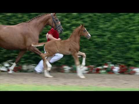 101 Friedemann Hengst v. Franziskus - Jazz Rubin