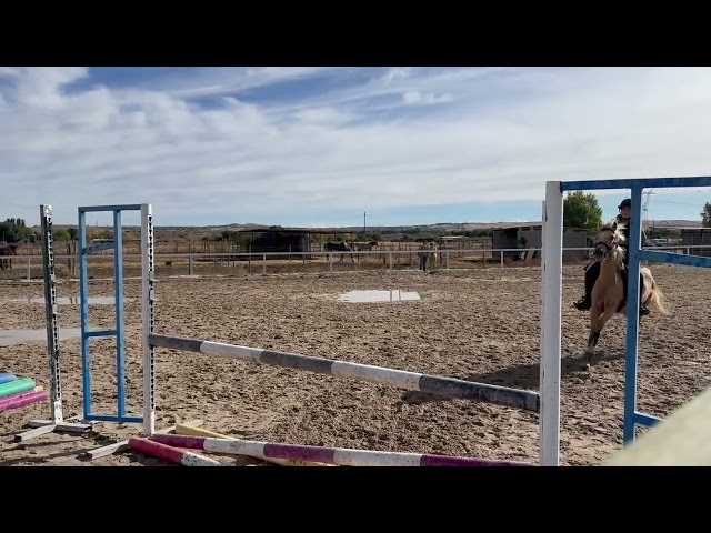 Gelding Welsh Pony (Section C) For sale 2008 Palomino