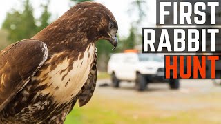 First Rabbit Hunt with my Red Tailed Hawk