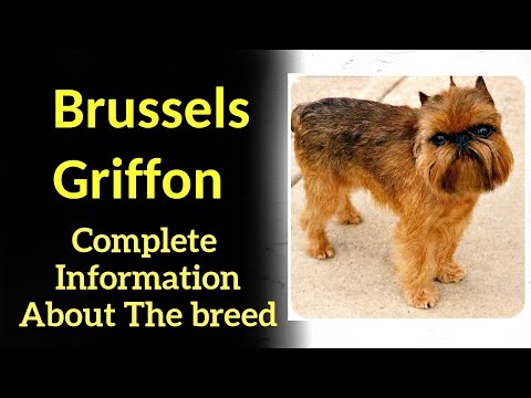 , title : 'Brussels Griffon. Pros and Cons, Price, How to choose, Facts, Care, History'