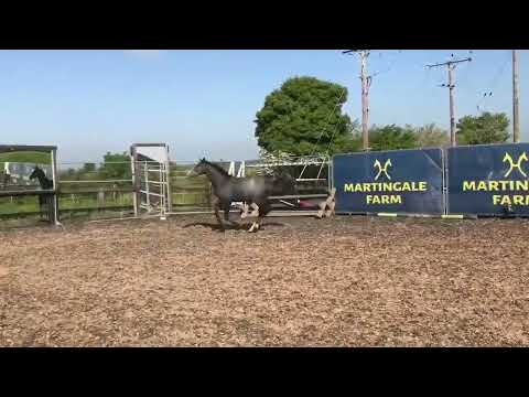 Dundee 2 year old . Donnier / Sir Calypso