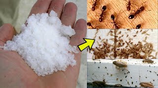 2 Simple Ways to Get Rid of All Bugs (Mosquitoes, Cockroaches, Stink bugs, Andtermites) After Rain