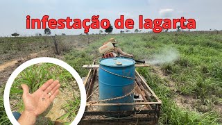 ⚠️Como acabar com lagarta na pastagem/ herbicida pra lagarta