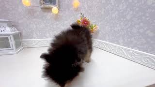 ポメラニアンの動画01