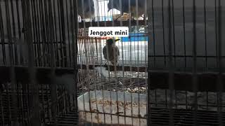 Download lagu Jenggot mini besetan mantap #birds #burung #kicaumania #burungkicau #lovebirds #muraibatu #kicau mp3