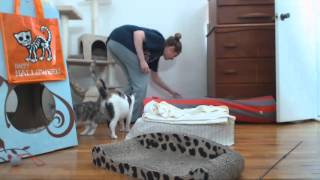 Cocktail Kittens - Remodeling the Cathedral