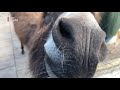 Kunnen we straks nog wel langs de kinderboerderij? [RTV Utrecht]