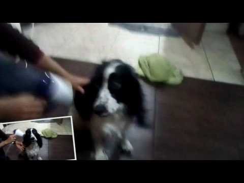 La perrita de Ana cesia