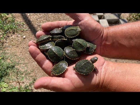 It rains and the next day I find all these baby turtles !!