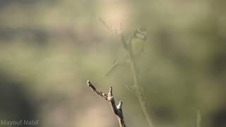 Download lagu لقطة جميلة لقرقف أزرق شمال أفريقي  African blue tit #جبل_بوطالب #جنوب_سطيف mp3