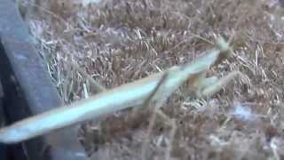 preview picture of video 'Two Praying mantises on the front doormat in Crete'