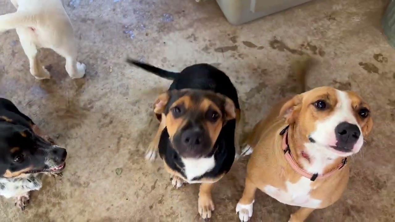 Enlarge Vinny, a Adoptable mixed breed in Newburgh, NY video 2/6