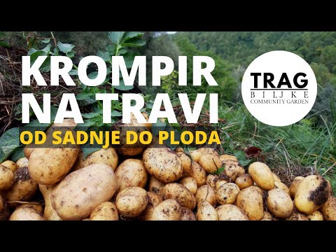 POTATOES ON GRASS - FROM PLANTING TO FRUIT (2021) [TRACE OF THE PLANT]