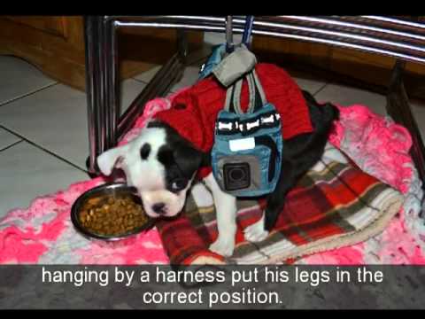 Mick the Pup's Journey to Walk!