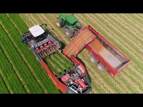 𝗗𝗲𝘄𝘂𝗹𝗳 𝗭𝗞𝗜𝗩𝗦𝗘 - 🥕 (𝗙𝗿𝗮𝗻𝗰𝗲)