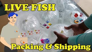 Live Fish Packing & Shipping | LIVE AQUARIUM Fish Farm