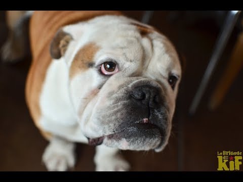 LA BRIGADE DU KIF - EN BAS DE CHEZ TOI - clip officiel