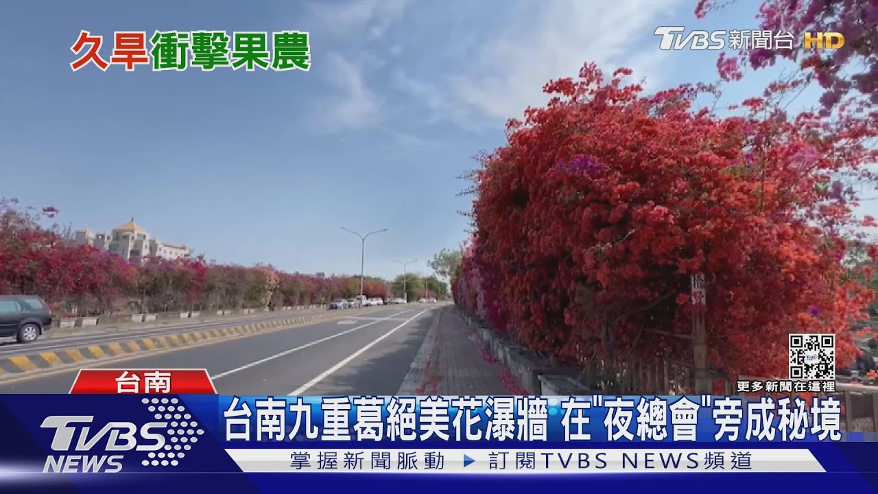 有膽才能來!台南九重葛絕美花瀑牆 沒人敢打卡