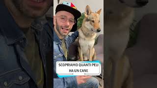 QUANTI PELI HA UN CANE #shorts #dog #dogs #puppy