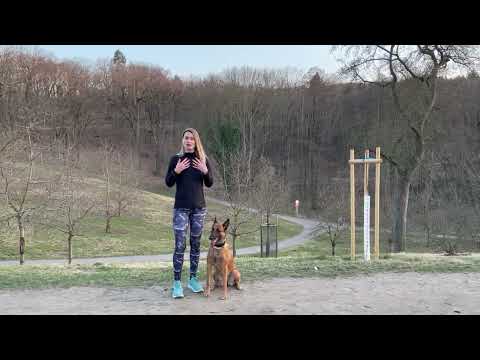 Vypravíme českou reprezentaci na mistrovství v canicrossu