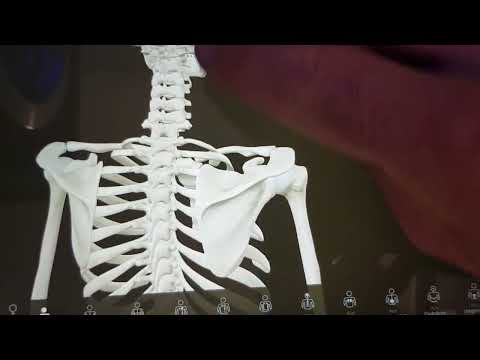 Anatomie schulter Ergotherapie bei Schulterschmerz