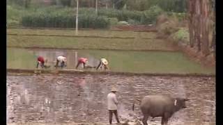 preview picture of video 'China, farmers of Tuanshan'