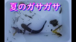 日中の海の磯でガサガサ☆彡　夏の思い出