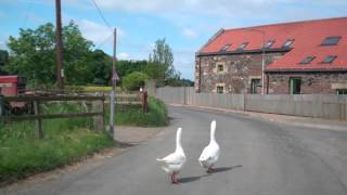preview picture of video 'Geese Crossing The Road In Newburgh North Fife Scotland'